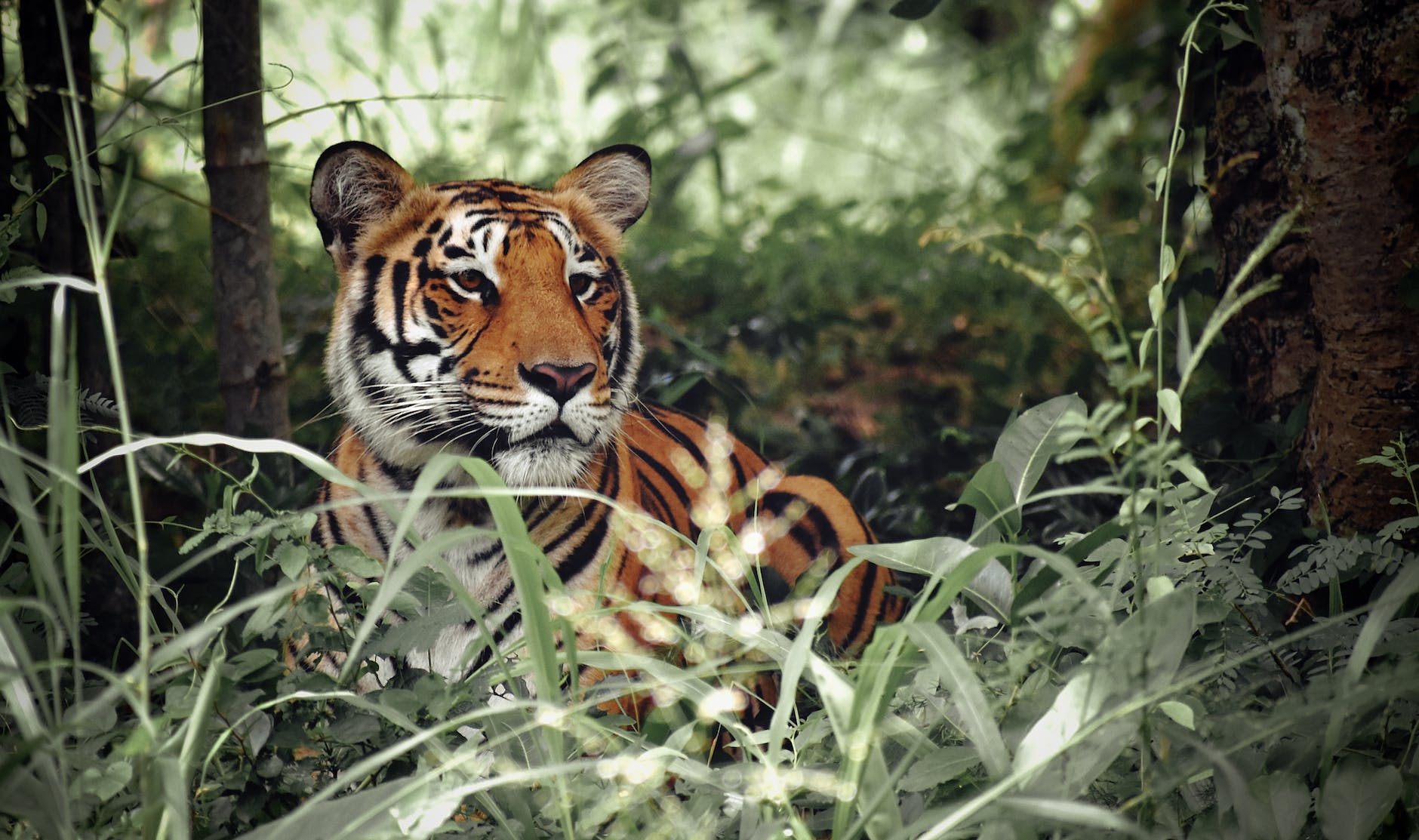 What Happens If Tigers Go Extinct?